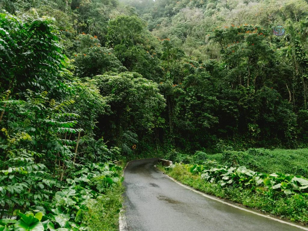 12 Breathtaking Road to Hana Drive Stops solotravely