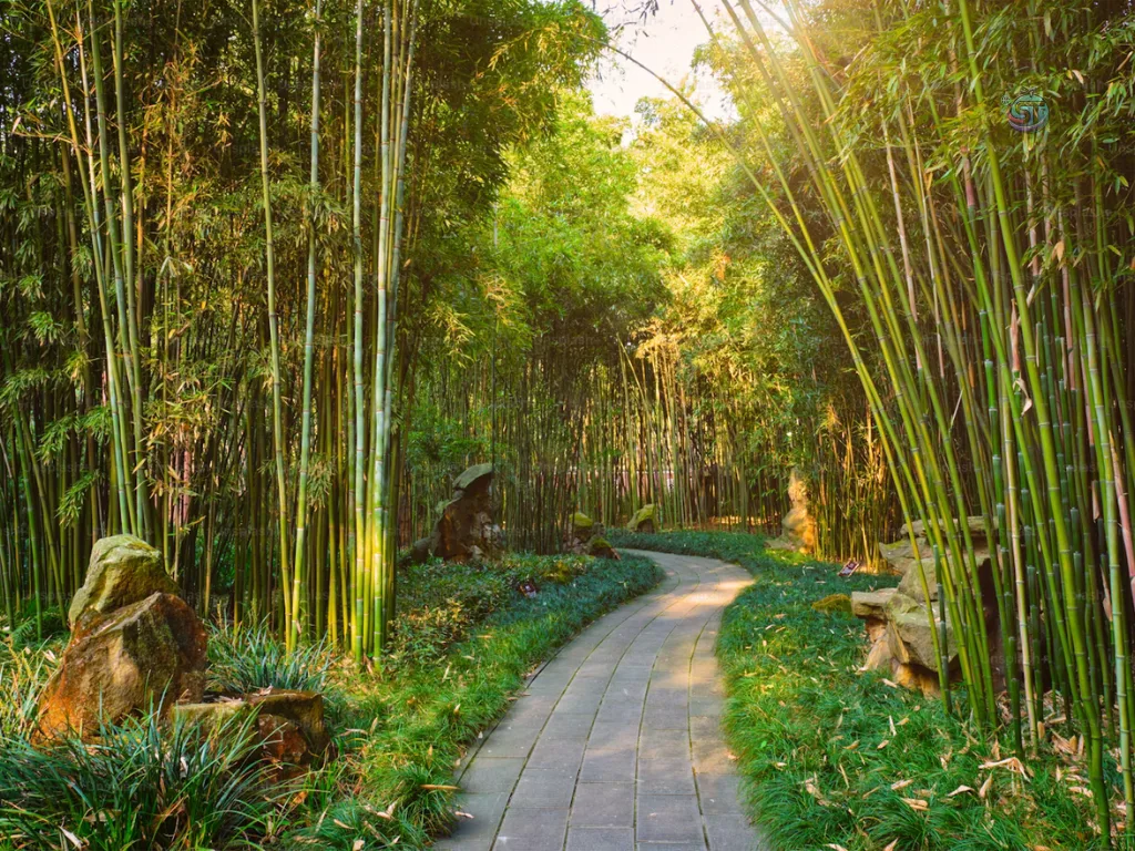Bamboo Forest solotravely