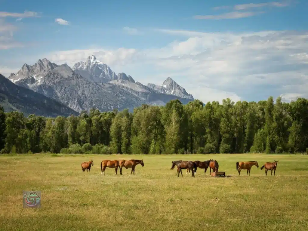 Parker Ranch solotravely