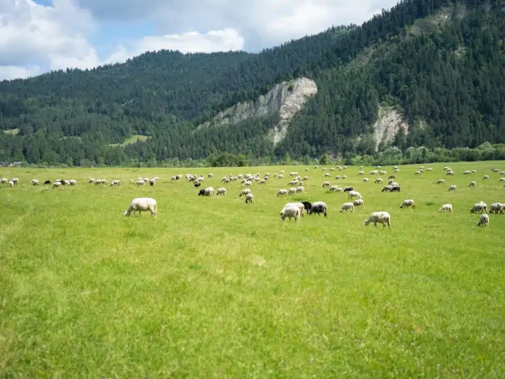 Sheep meadow solotravely