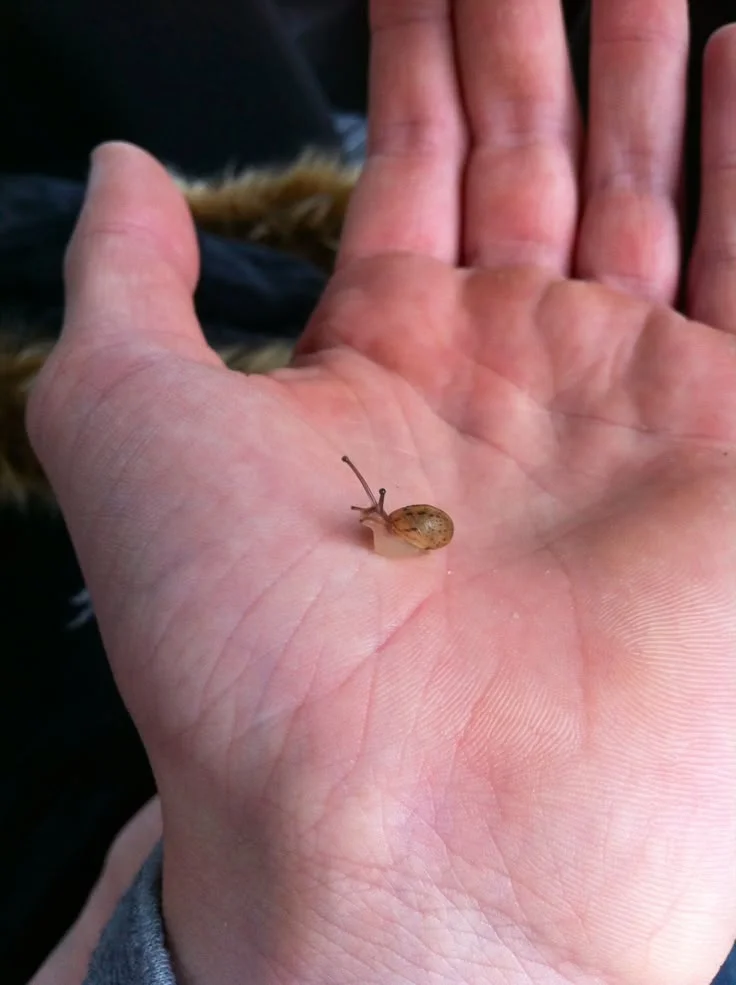 16 Baby Halloween Costumes That Are Almost Too Cute to Handle 4 Little Garden Snail