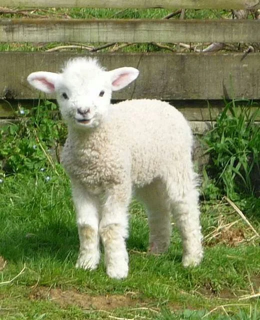 16 Baby Halloween Costumes That Are Almost Too Cute to Handle 7 Little Lamb